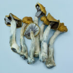 Avery’s Albino Magic Mushrooms