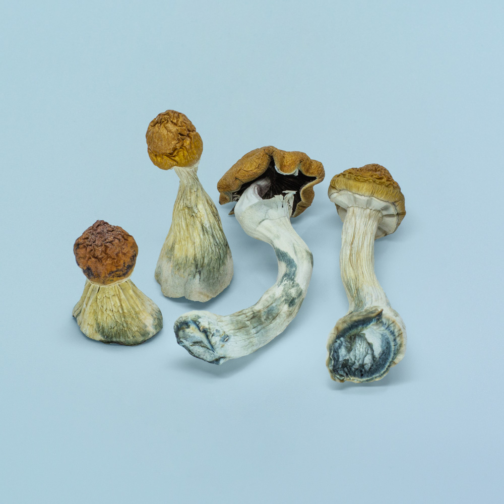 B+ Magic Mushrooms B+ Magic Mushrooms - Image 3