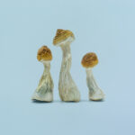 Avery’s Albino Magic Mushrooms
