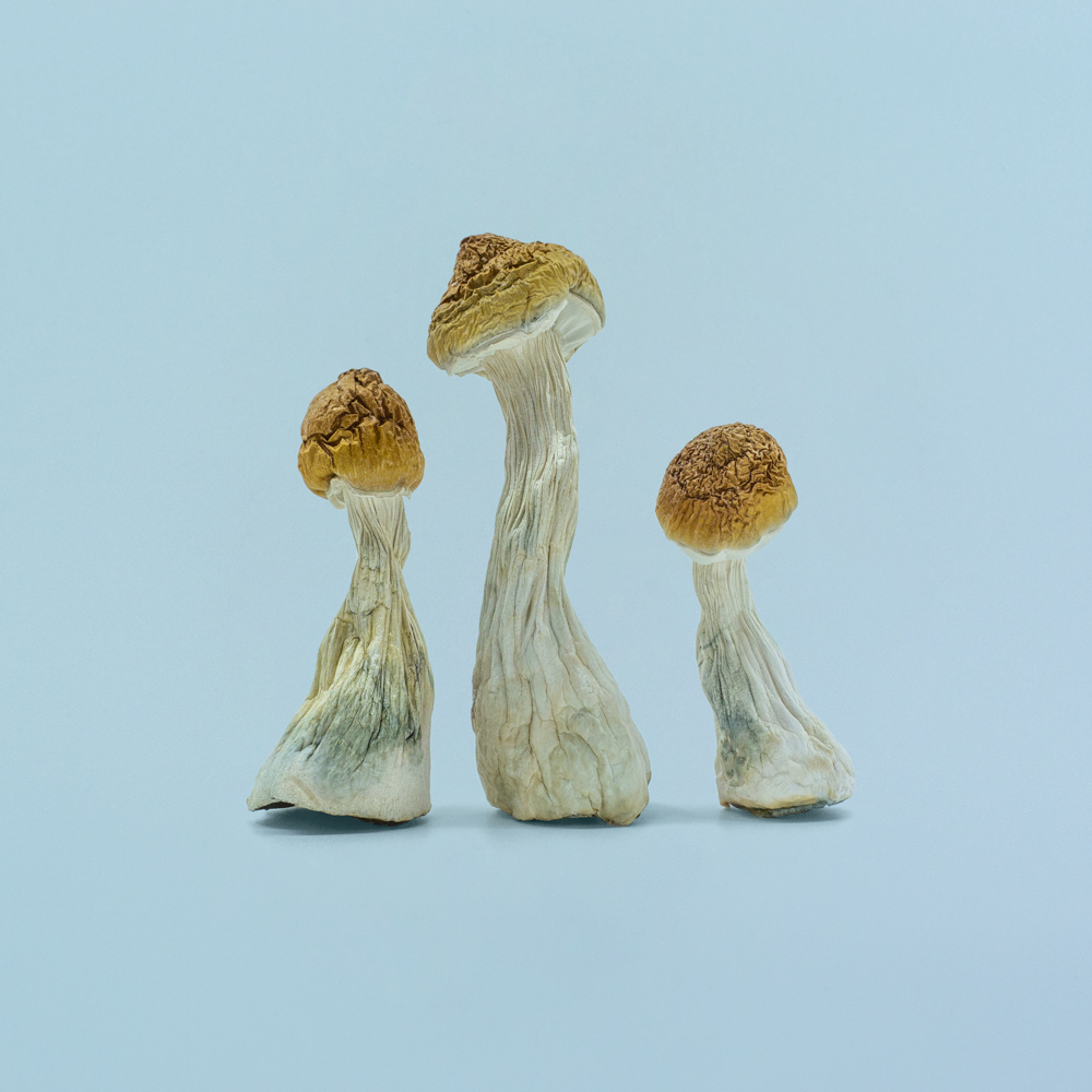 B+ Magic Mushrooms