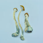 Golden Teacher Magic Mushrooms