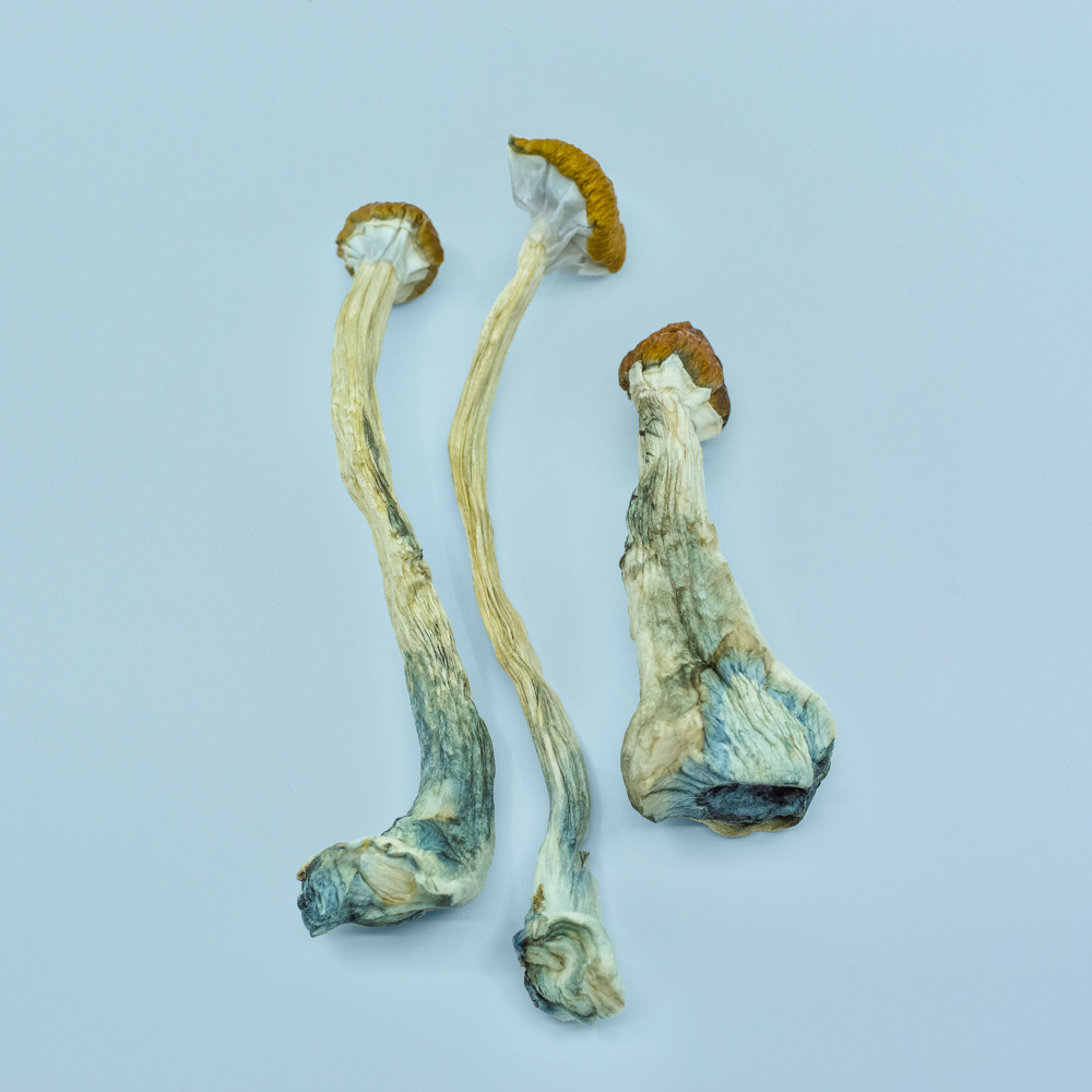 Brazilian Magic Mushrooms