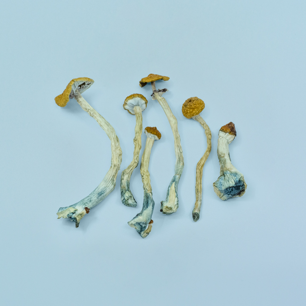 Brazilian Magic Mushrooms Brazilian Magic Mushrooms - Image 2