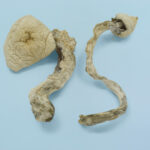 Golden Teacher Magic Mushrooms
