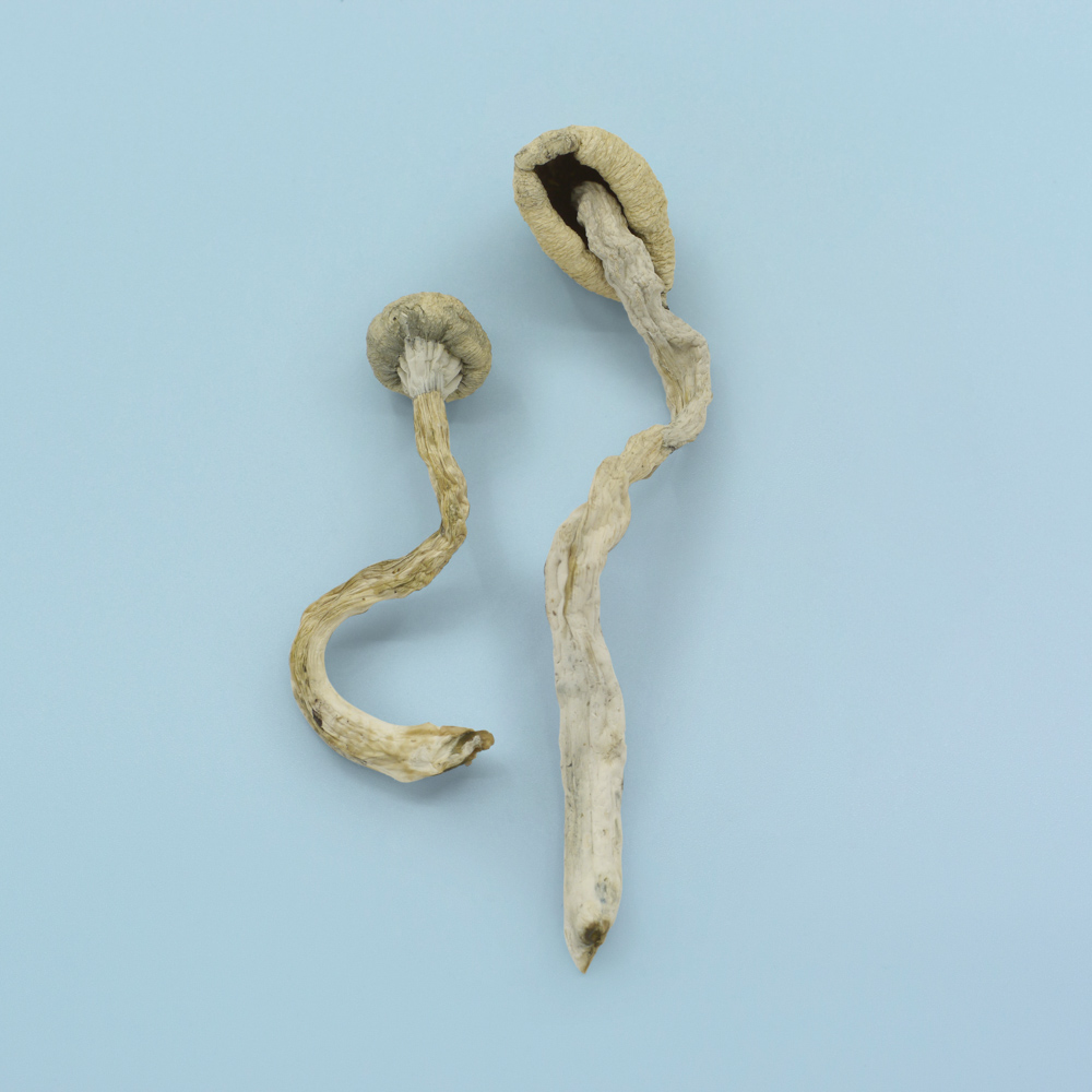 Great White Monster Magic Mushrooms Great White Monster Magic Mushrooms - Image 2