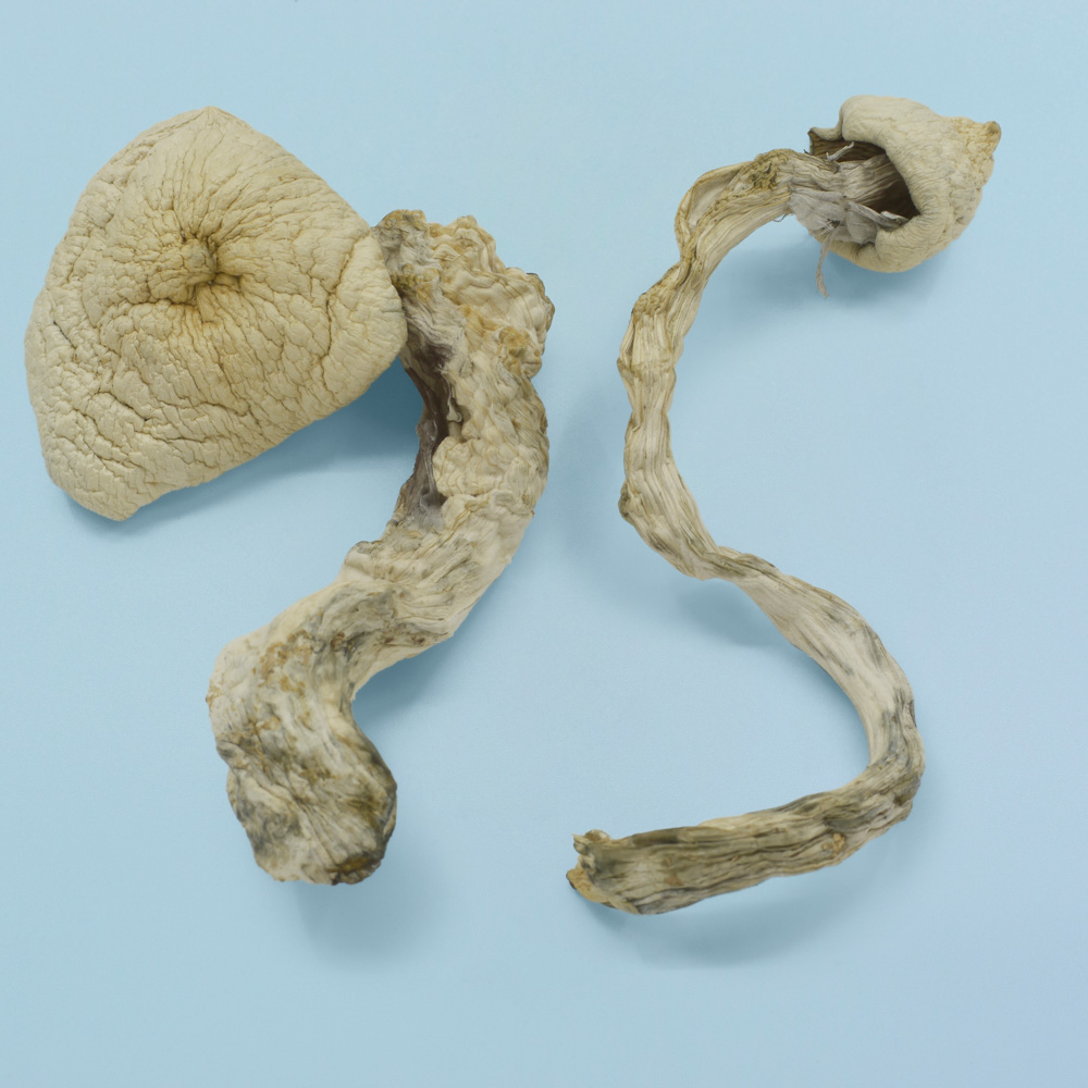 Great White Monster Magic Mushrooms