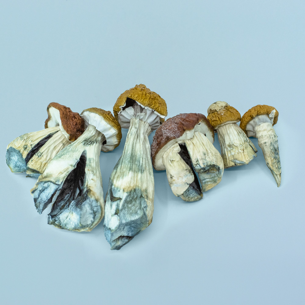 Hanoi / Vietnamese Magic Mushrooms Hanoi / Vietnamese Magic Mushrooms - Image 2