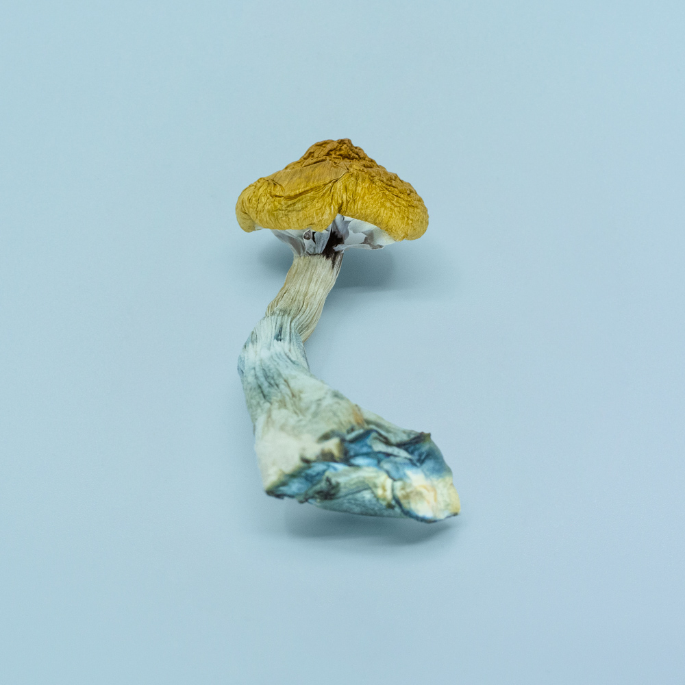 Huautla Magic Mushrooms Huautla Magic Mushrooms - Image 2