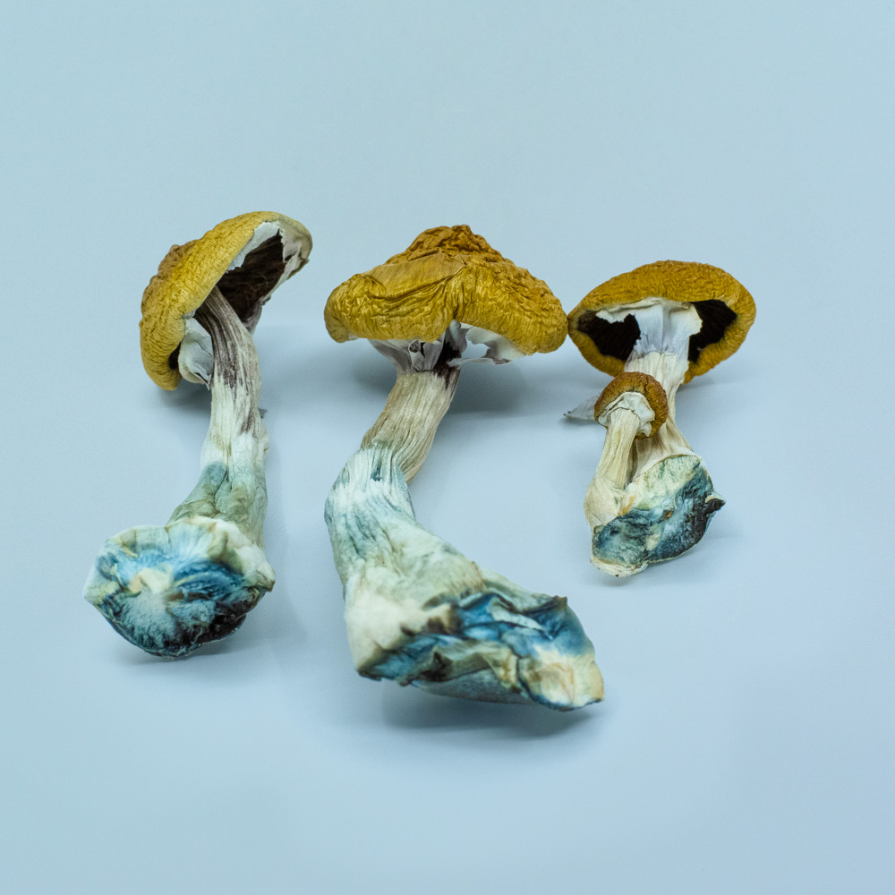 Huautla Magic Mushrooms