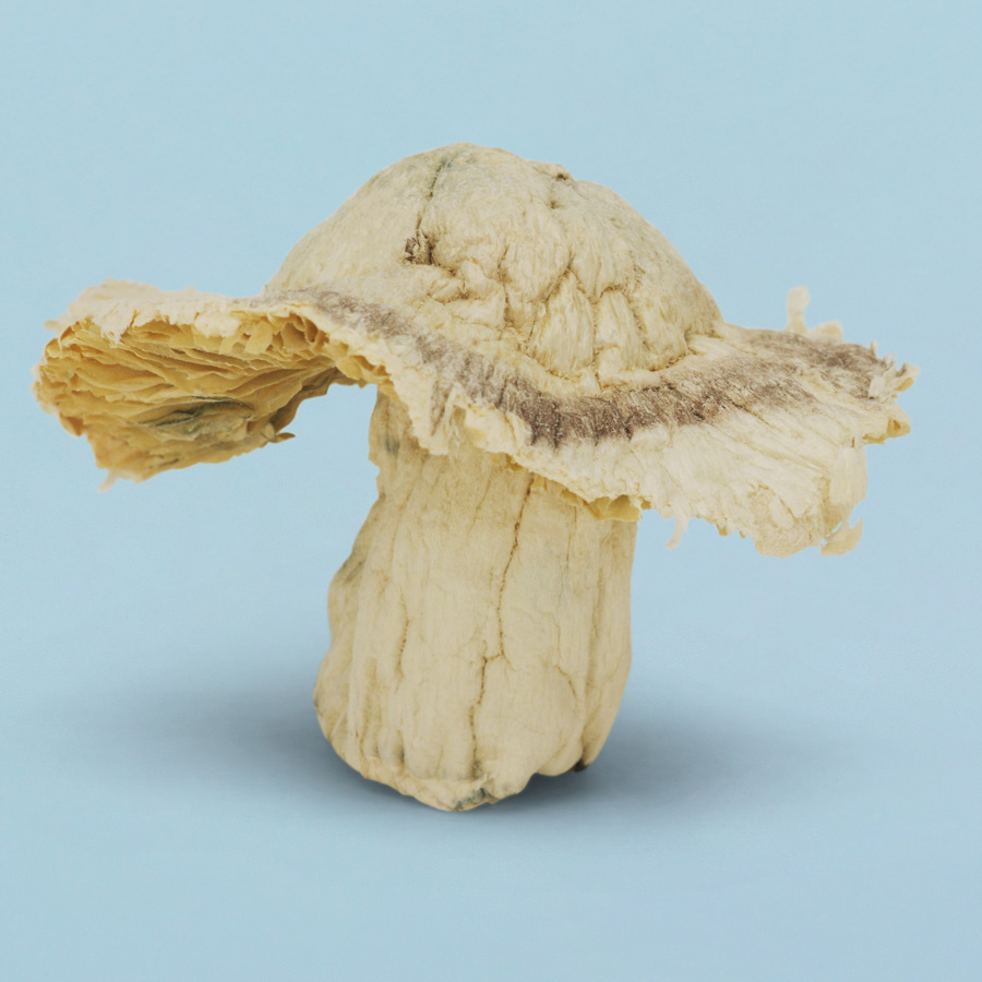 Jack Frost Magic Mushrooms Jack Frost Magic Mushrooms - Image 2