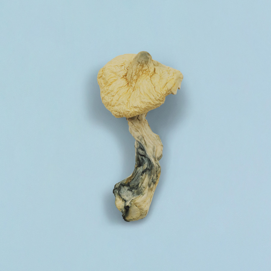 Jack Frost Magic Mushrooms Jack Frost Magic Mushrooms - Image 5