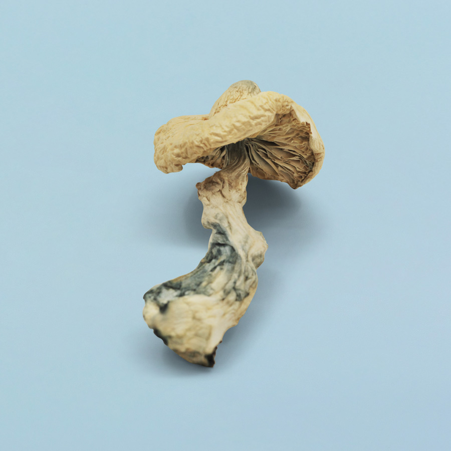 Jack Frost Magic Mushrooms Jack Frost Magic Mushrooms - Image 6
