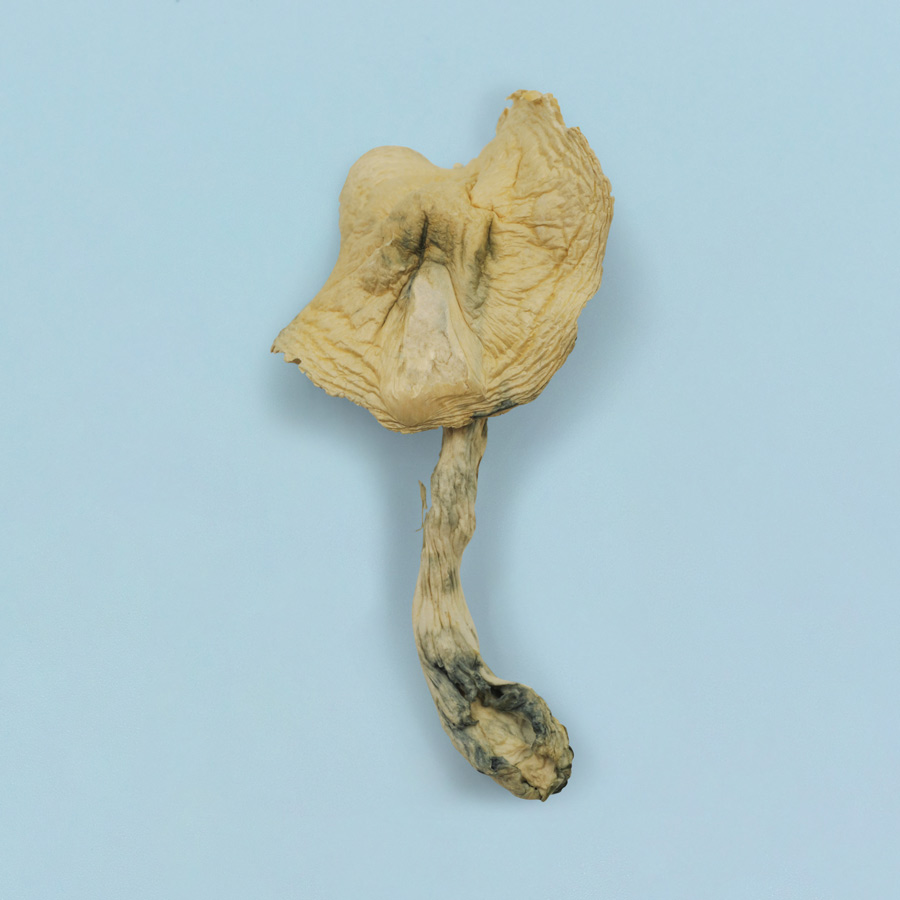 Jack Frost Magic Mushrooms Jack Frost Magic Mushrooms - Image 7