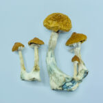 Penis Envy 6 Magic Mushrooms (Texas Penis Envy or PE6 Magic Mushrooms) Penis Envy 6 Magic Mushrooms (Texas Penis Envy or PE6 Magic Mushrooms)