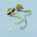 Penis Envy Magic Mushrooms Penis Envy Magic Mushrooms