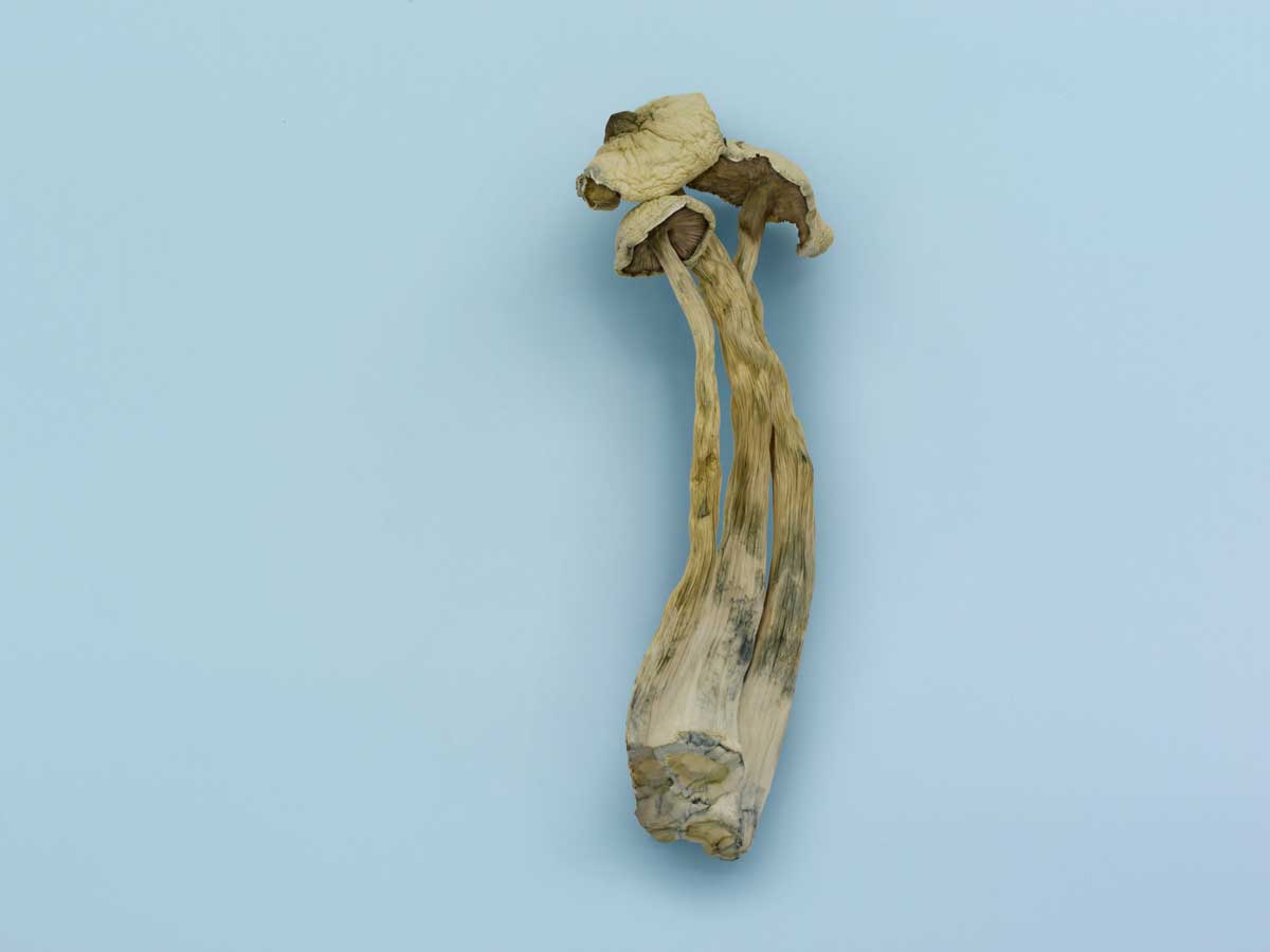 Avery’s Albino Magic Mushrooms - Image 2