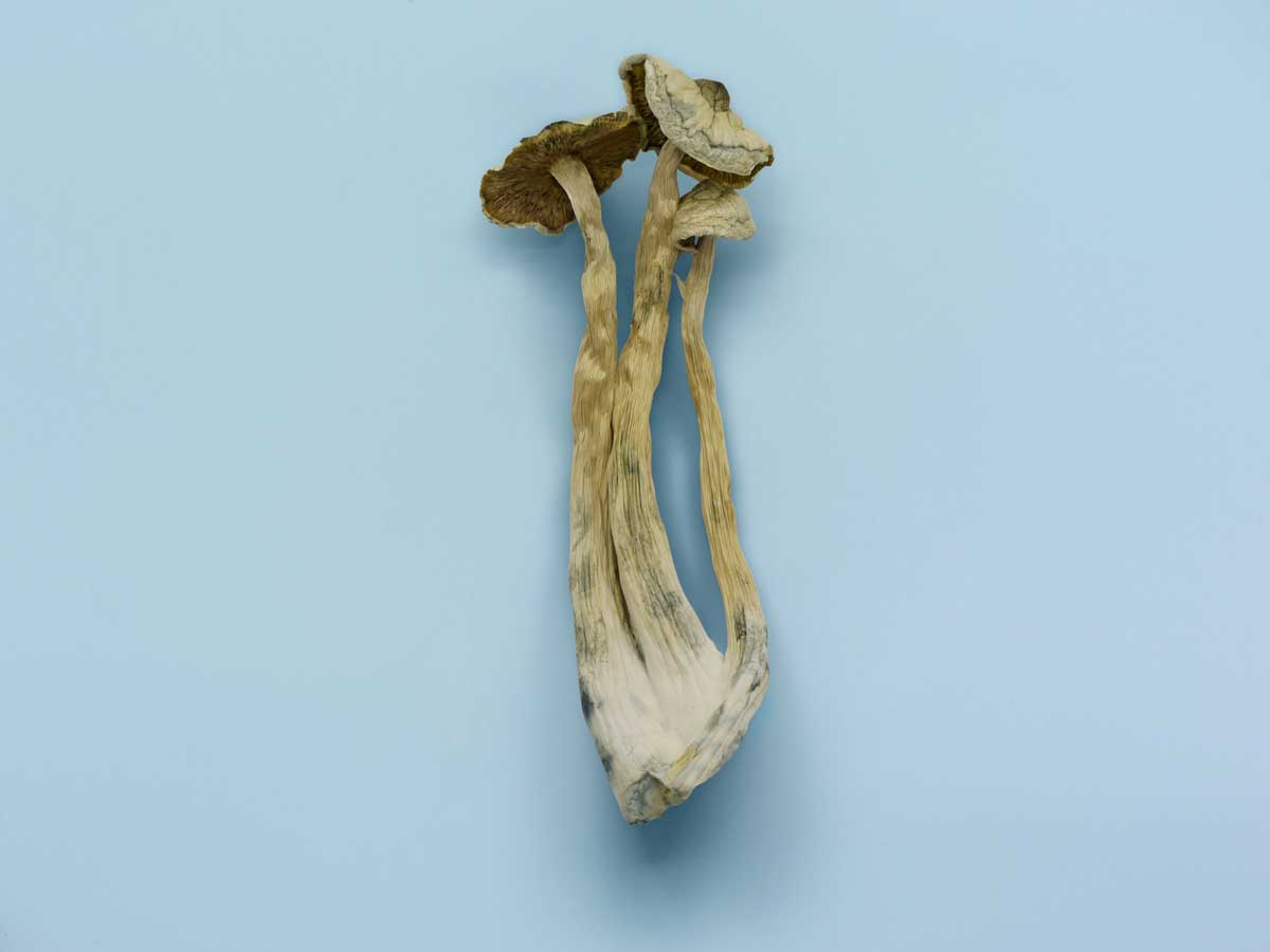 Avery’s Albino Magic Mushrooms - Image 4