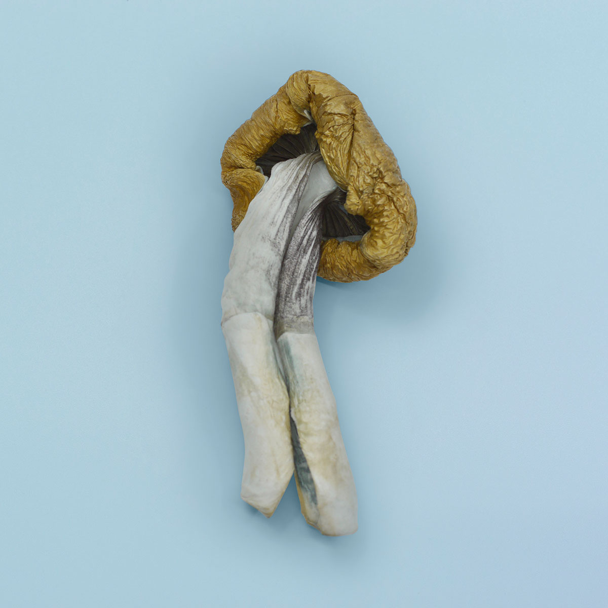 Blue Meanies Magic Mushrooms - Image 2