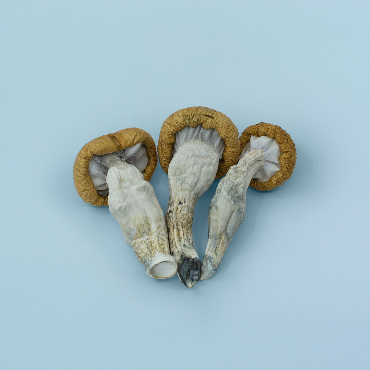 Blue Meanies Magic Mushrooms