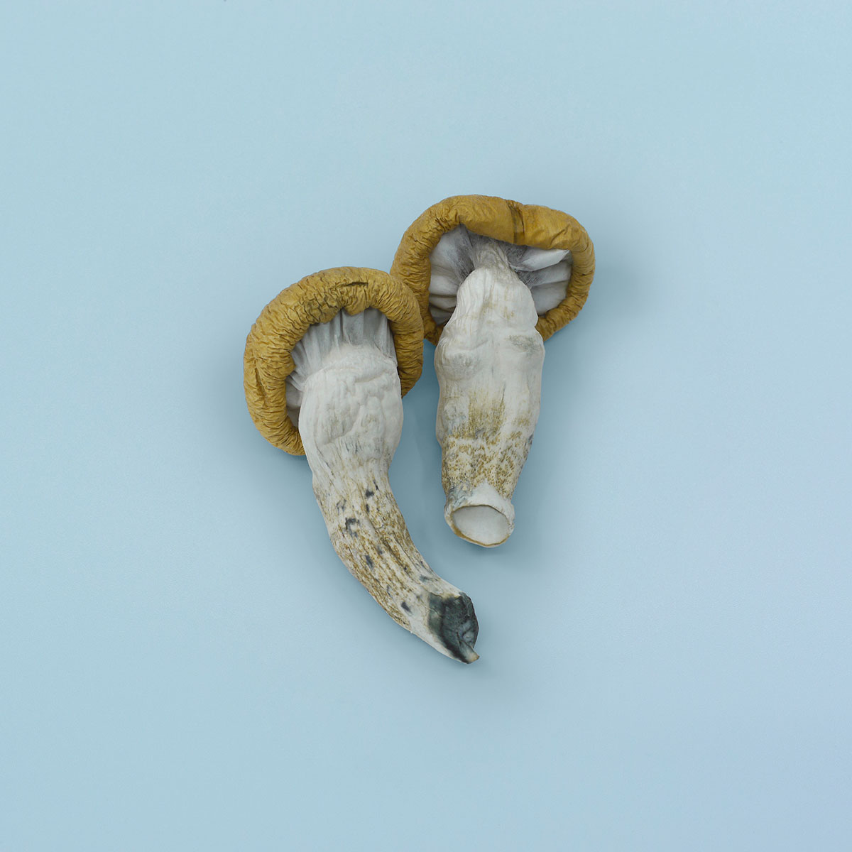 Blue Meanies Magic Mushrooms - Image 4