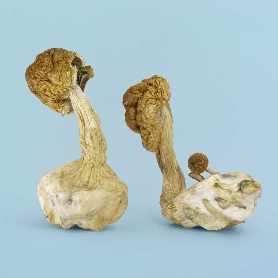 Golden Teacher Magic Mushrooms