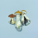 Hawaiian Magic Mushrooms (PES Hawaiian)