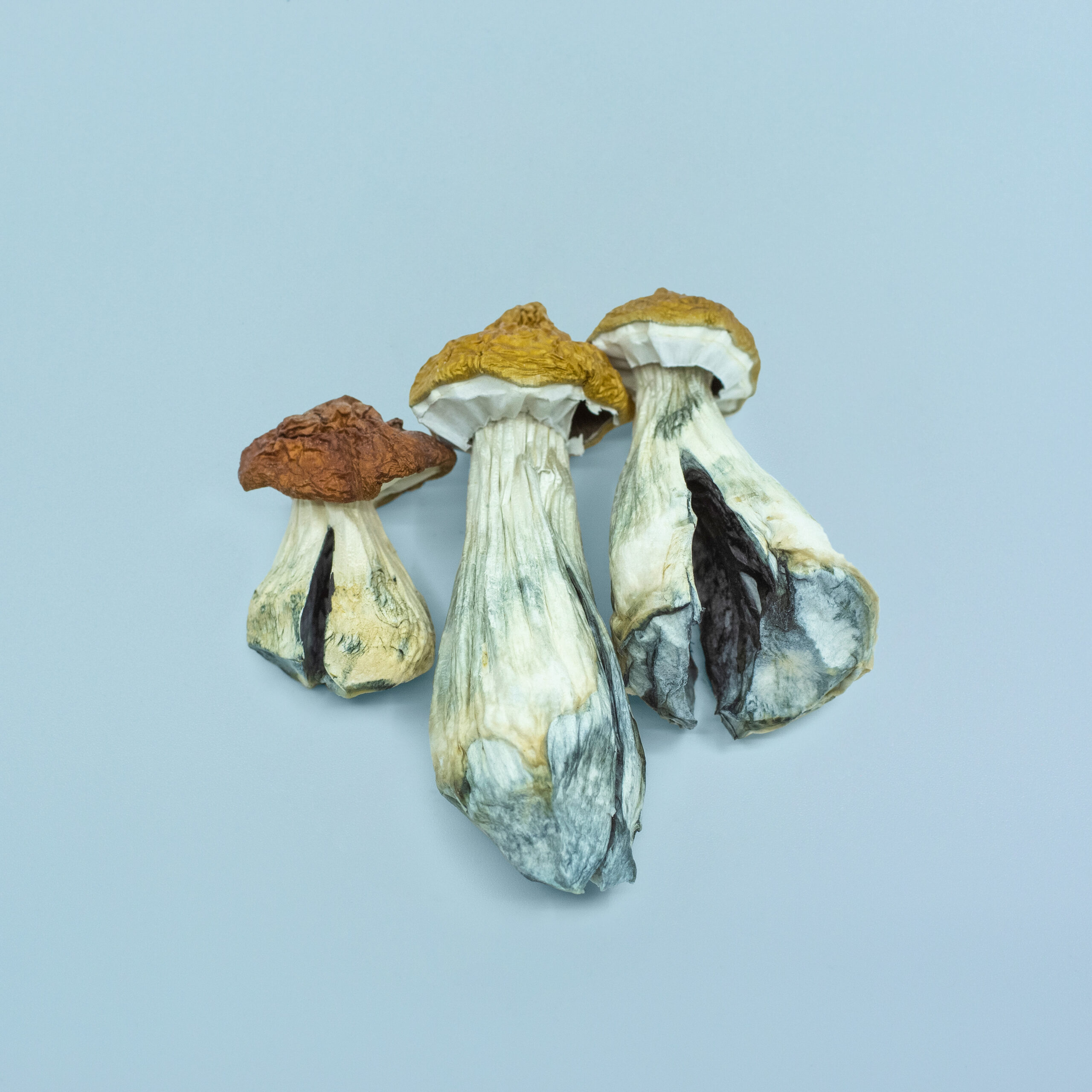 Hanoi / Vietnamese Magic Mushrooms
