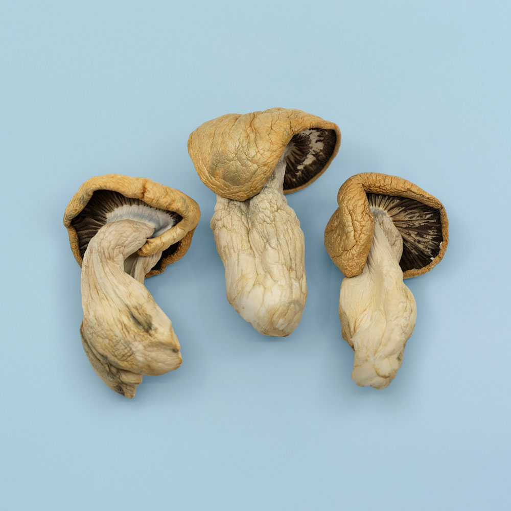 Melmac Penis Envy / DC Mak Magic Mushrooms