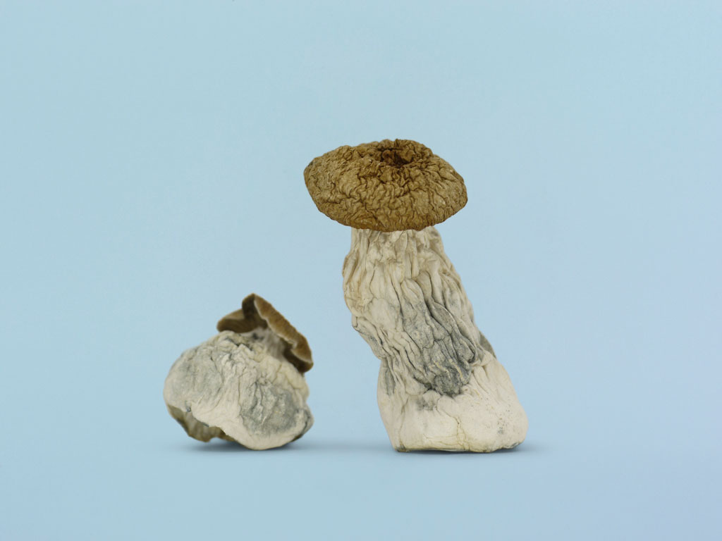 Penis Envy Magic Mushrooms Penis Envy Magic Mushrooms - Image 2