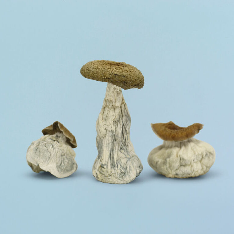 Penis Envy Magic Mushrooms